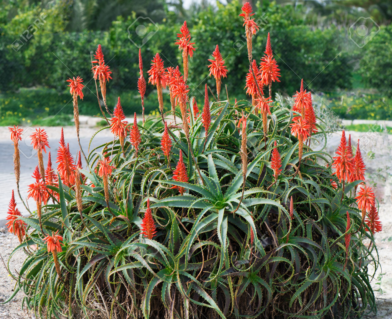 .Aloe arborescens